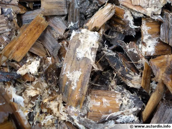 Le paillage naturel facilite le d�veloppement des mycorhizes