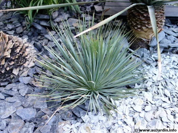 Un paillis d'ardoise dans ce massif de plantes dans le sud de la France
