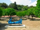 Le jardin d'agrumes du Palais Carnol�s (06)