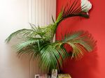 Les palmiers d'intérieur