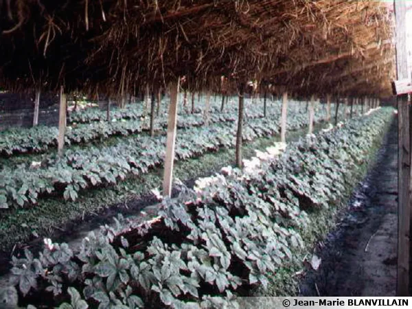Culture de ginseng en Asie