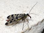 Mouche scorpion femelle, Panorpa communis