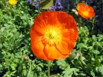 Pavot d�Islande, Pavot nudicaule, Papaver nudicaule