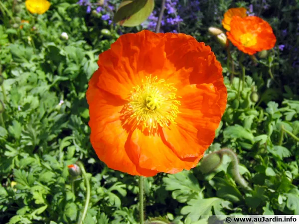 Pavot d’Islande, Pavot nudicaule, Papaver nudicaule