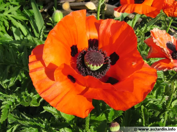 Grosse fleur rouge du pavot oriental