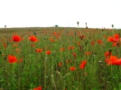 Coquelicot, Papaver rhoeas