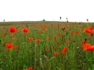 Coquelicot, Papaver rhoeas