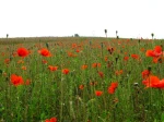 Coquelicots
