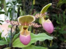 Sabot de V�nus de Chamberlain (Paphiopedilum chamberlainianum) : une orchid�e rare � conna�tre