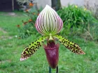 Sabot de Vnus, Paph, Paphiopedilum