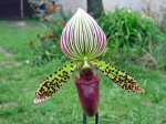 Fleur d'un Paphiopedilum 