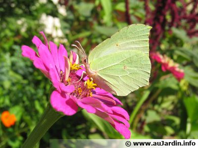 Des fleurs nectarifères pour nourrir les papillons et des plantes pour leurs chenilles