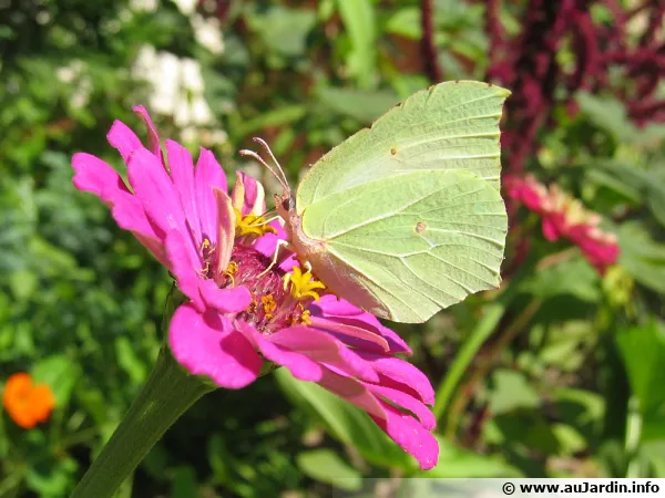 Des fleurs nectarifères pour nourrir les papillons