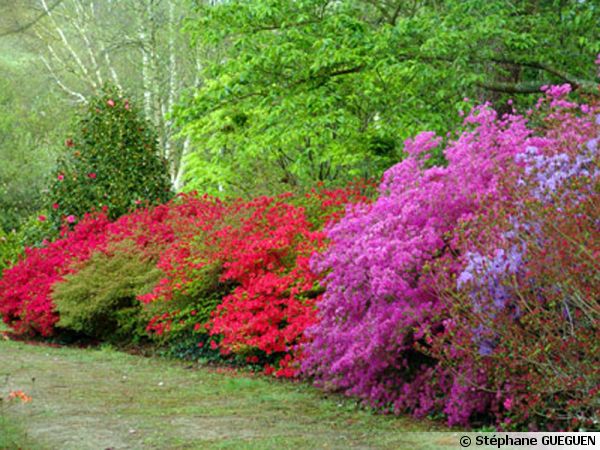 Le parc botanique de Cornouaille, rhododendrons