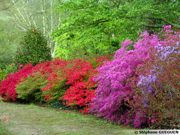 Le parc botanique de Cornouaille, rhododendrons
