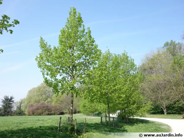 Un parc en banlieue parisienne