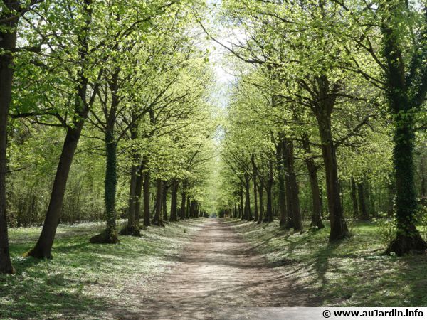 Allée du parc de Villeroy à Mennecy (91)