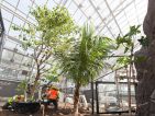 Parc zoologique de Paris, mise en place d'un palmier