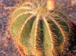 Notocactus magnificus, Parodia magnifica Notocactus magnificus, Parodia magnifica