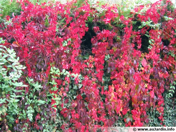 Vigne vierge, Parthenocissus