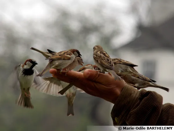 Le moineau (Passer domesticus)
