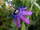Passiflore 'Amethyst', Fleur de la passion, Passiflora violacea 'Amethyst'