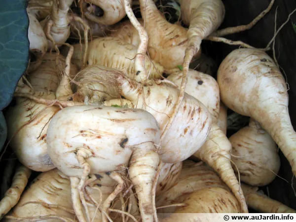 Panais, Pastenade, Pastinaca sativa