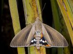 Papillon du palmier, Paysandisia archon Papillon du palmier, Paysandisia archon