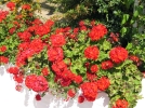 De beaux plargoniums tout l't