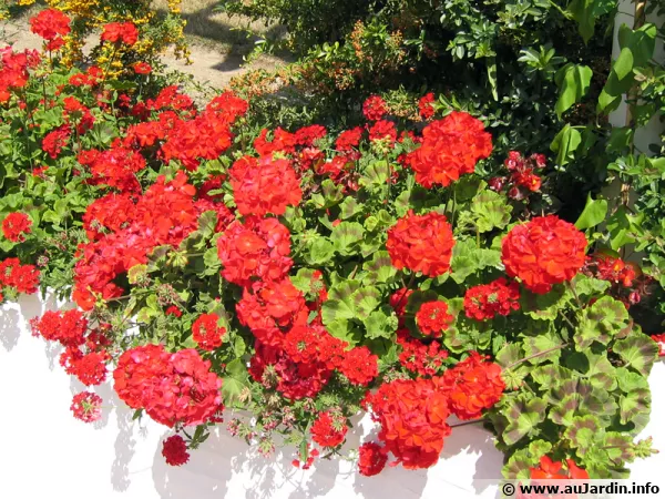 Des plargoniums appels communment graniums en bac