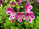 G�ranium odorant, Pelargonium crispum