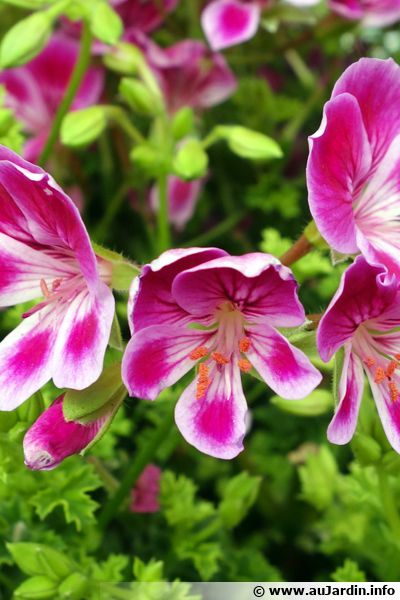 Géranium Odorant, Pelargonium Crispum : Planter, Cultiver, Multiplier