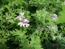 G�ranium rosat, G�ranium � forte odeur, Pelargonium graveolens