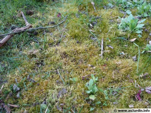 Sur certaines zones, la mousse envahit et étouffe la pelouse