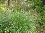 Herbe décorative, Pennisetum