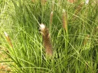 Herbe aux couvillons, Pennisetum alopecuroides 'Japonicum'