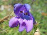 Penstemon heterophyllus Penstemon heterophyllus