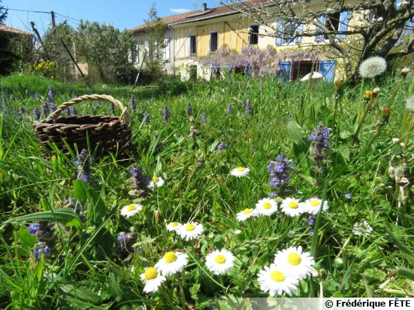 Jardin en permaculture