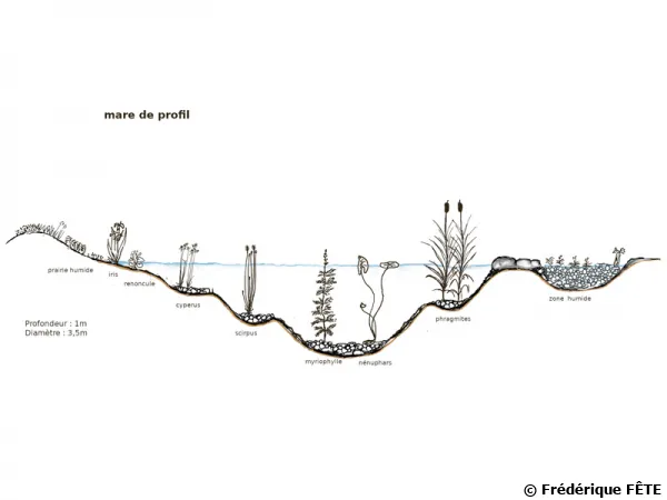 La mare en permaculture