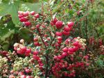 Les fruits de la Gaulthérie mucronée, Gaultheria mucronata Les fruits de la Gaulthérie mucronée, Gaultheria mucronata