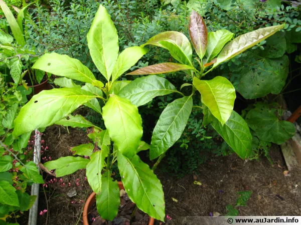 Avocatier en pot obtenu à partir de noyaux