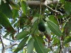 Avocatier (Avocat), Persea americana