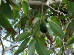 Avocatier (Avocat), Persea americana