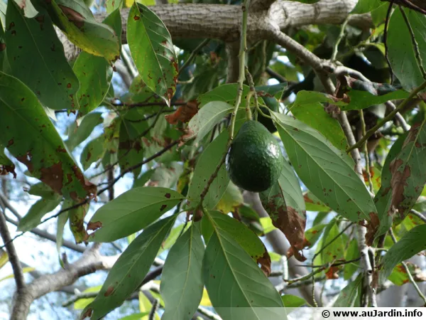 Avocatier (Avocat), Persea americana