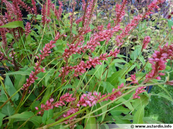 Persicaire, Renoue amplexicaule, Persicaria amplexicaulis