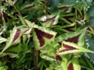 Renou�e, Persicaire microc�phale, Persicaria microcephala
