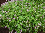 Renouée, Percicaria runcinata ‘Needham's Form’