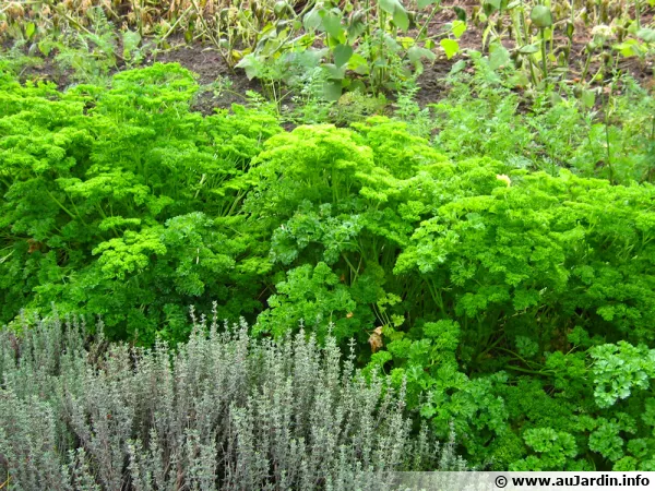 Un rang de persil au potager