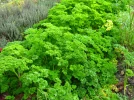 Le persil fris� ou plat, incontournable au potager