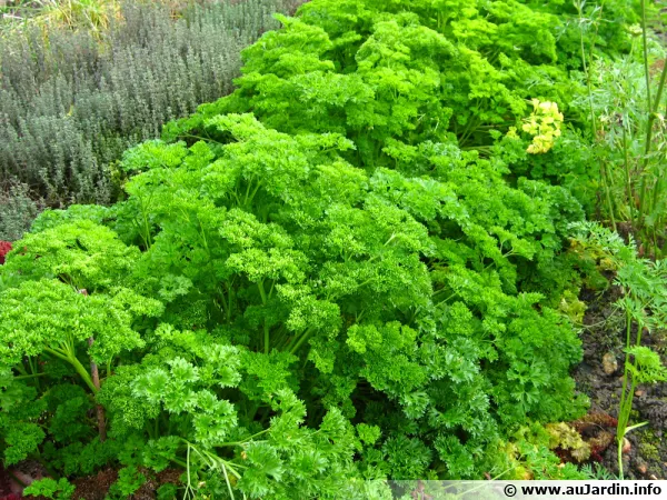 Un rang de persil frisé au potager, presque obligatoire